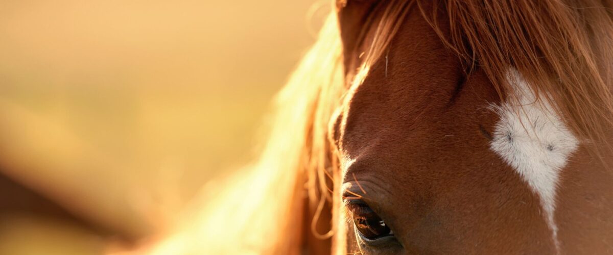 AFFUTAGE_TONDEUSE_ANIMAUX_5 1200X500 | Coutellerie Rick Affûtage de tondeuses pour chevaux et bovins par un professionnel à Molsheim vers Strasbourg dans le Bas-Rhin Sélestat 0
